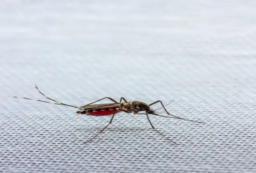 dengue mosquito bite time